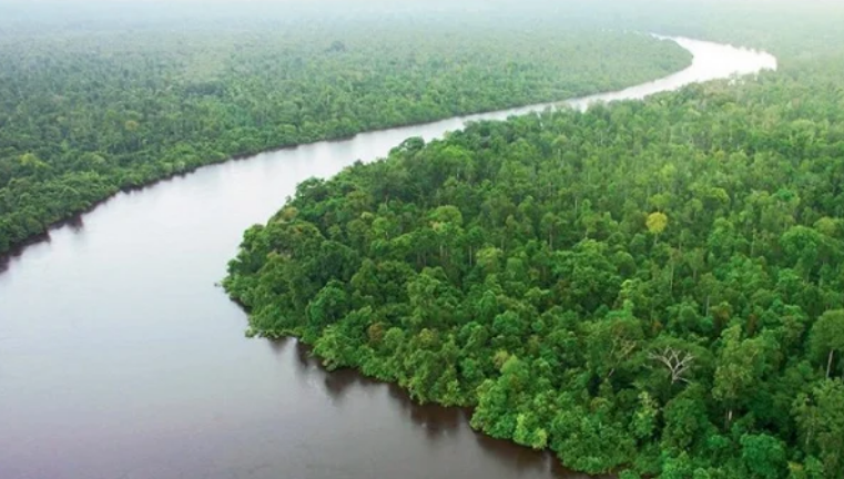 Mangrove Forest, Sundarbans