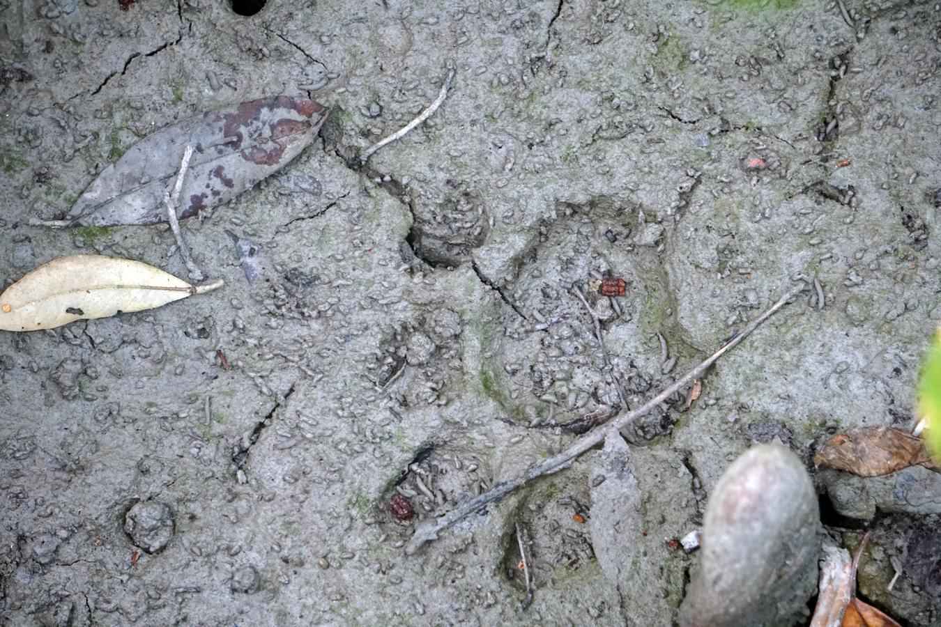 Fresh Tiger footprint in Harbaria Eco Tourism Center