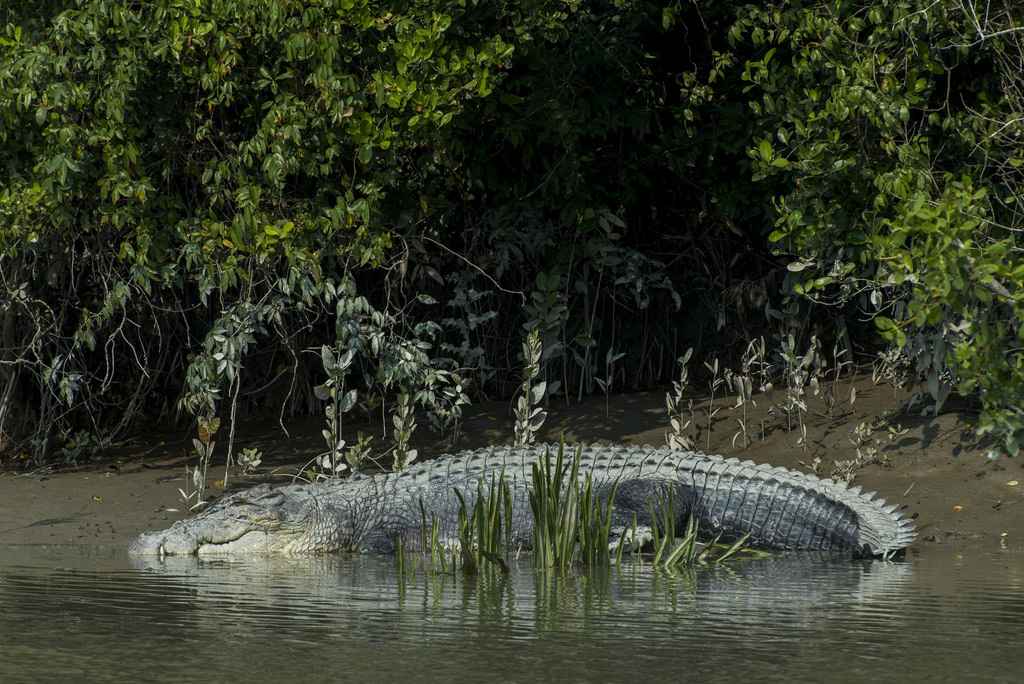 Crocodile in the channel of Harbaria Eco Tourism Center